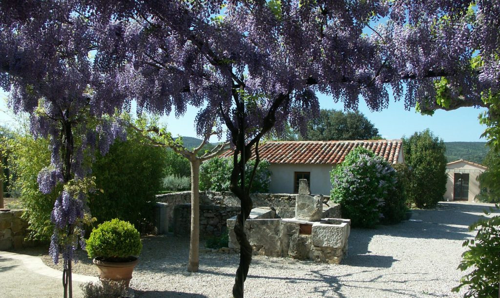 Glycine en fleur