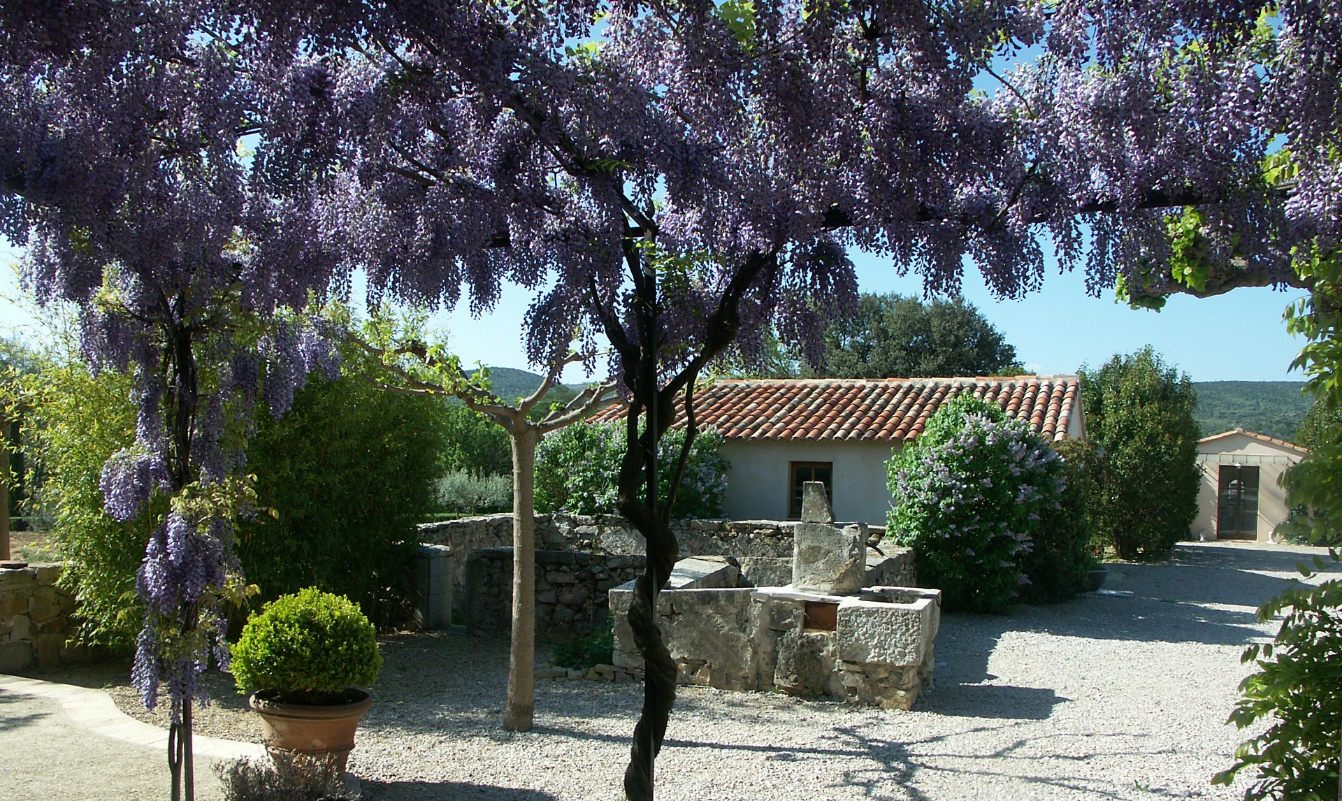 les-jardins-espace-prives Glycine en fleur