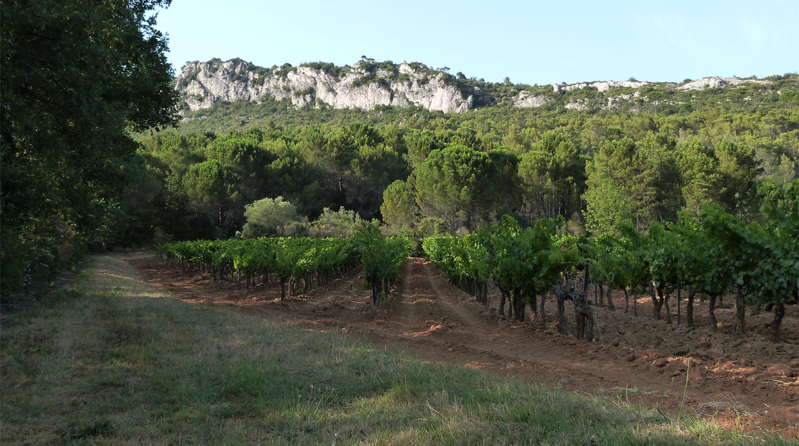 les-vignes-du-domaine les-vignes-du-domaine