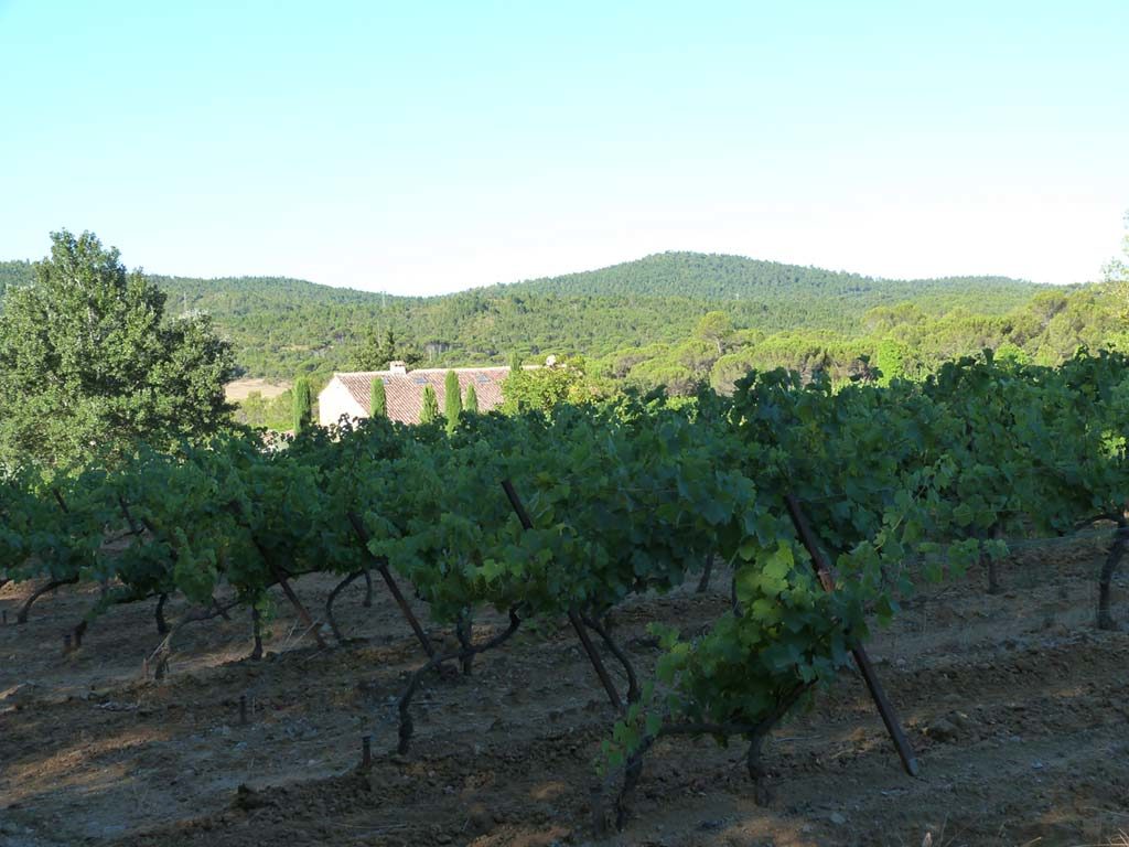 Les vignes environnantes