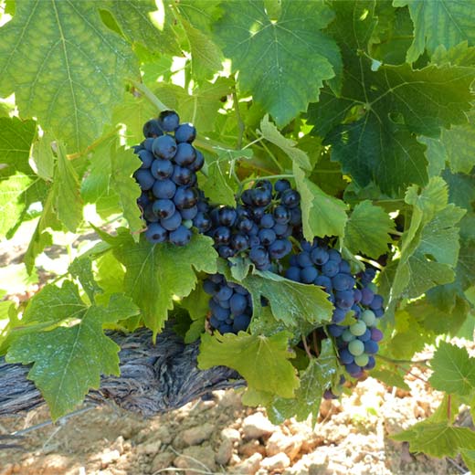les-raisins-du-domaine Les raisins du Domaine