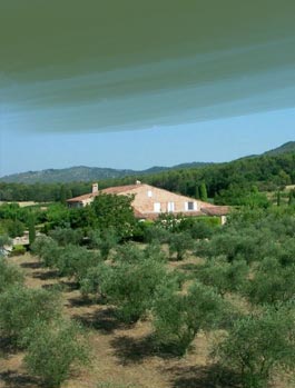 champs d'oliviers - Domaines les Eissartenes