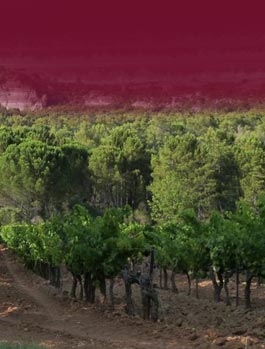 Près de 4 Hectares de Vignobles