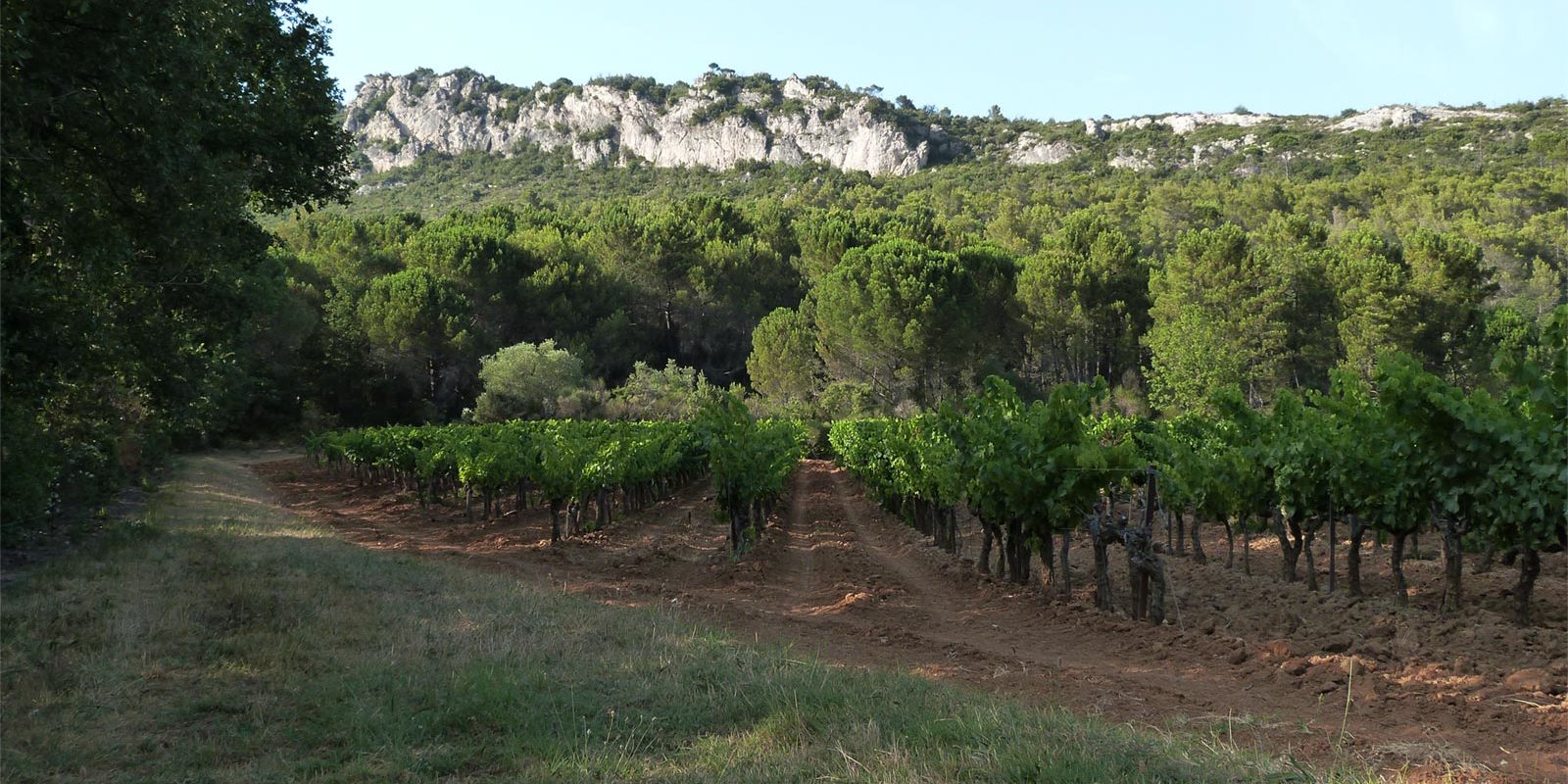 les-vignes-du-domaine les-vignes-du-domaine